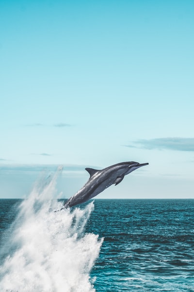 海豚白天在海上跳跃